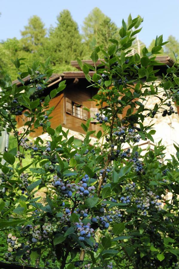 บีแอนด์บี อิล ซัมบูโก Bed & Breakfast Vignola  ภายนอก รูปภาพ