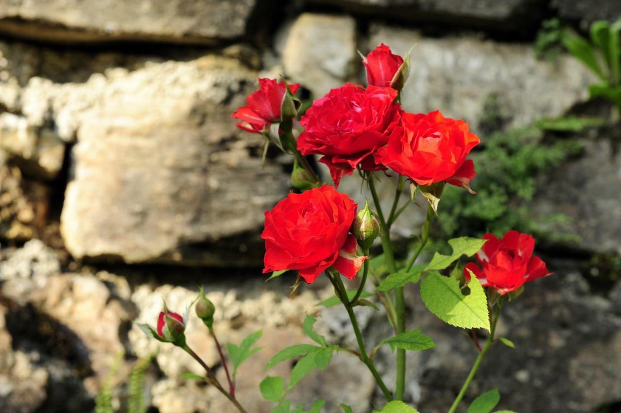 บีแอนด์บี อิล ซัมบูโก Bed & Breakfast Vignola  ภายนอก รูปภาพ